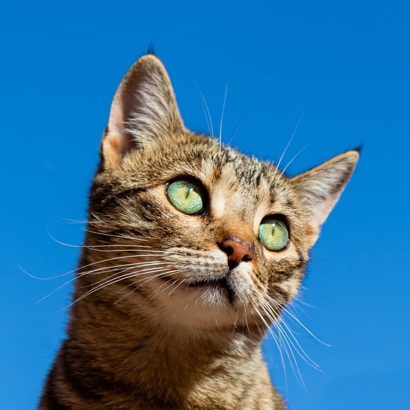 Eine Katze – ruhig und aufmerksam